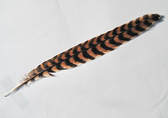 Urodynamis taitensis