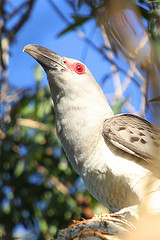 Scythrops novaehollandiae