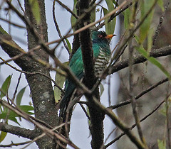 Chrysococcyx maculatus