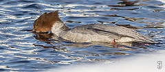 Mergus merganser