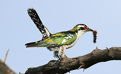 Chrysococcyx caprius