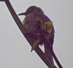 Chrysococcyx megarhynchus