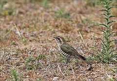 Chrysococcyx basalis