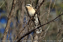 Chrysococcyx osculans