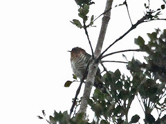 Chrysococcyx ruficollis