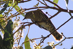 Chrysococcyx lucidus