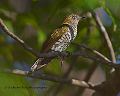 Chrysococcyx minutillus