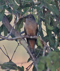 Cacomantis castaneiventris