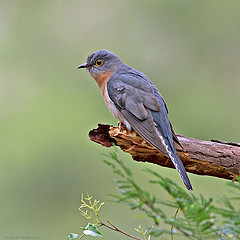 Cacomantis flabelliformis