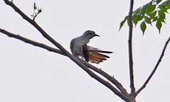 Cacomantis sonneratii