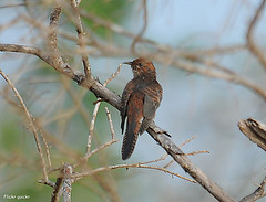 Cacomantis merulinus