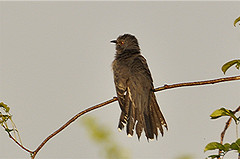 Cacomantis passerinus