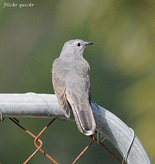 Cacomantis variolosus