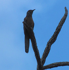 Cacomantis sepulcralis