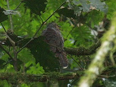 Cercococcyx olivinus