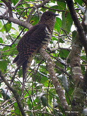 Cercococcyx montanus