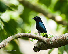 Surniculus velutinus