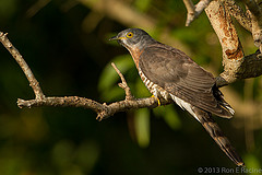Hierococcyx sparverioides