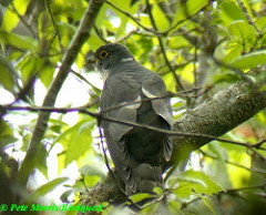 Hierococcyx hyperythrus