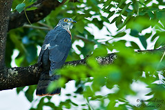 Hierococcyx pectoralis