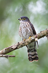 Hierococcyx nisicolor