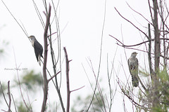 Cuculus poliocephalus