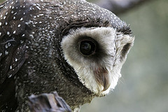 Tyto tenebricosa