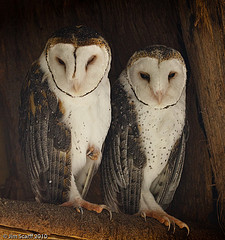 Tyto novaehollandiae