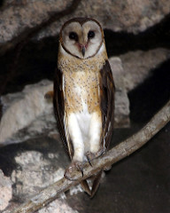 Tyto rosenbergii