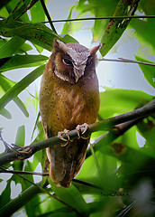 Otus sagittatus
