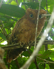 Otus ireneae