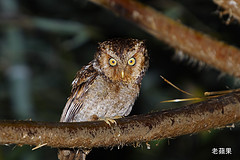 Otus spilocephalus