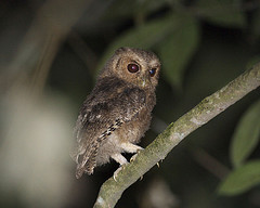 Otus brookii