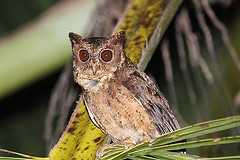 Otus mentawi