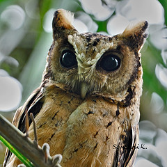 Otus lempiji