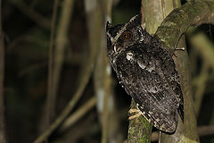 Otus fuliginosus