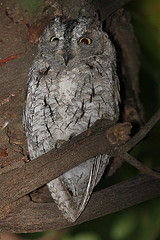 Otus senegalensis