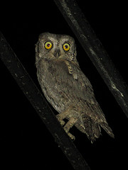 Otus scops