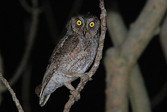 Otus elegans
