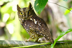 Otus manadensis
