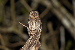 Otus beccarii
