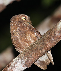 Otus umbra