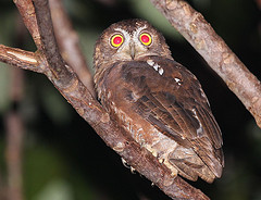 Otus enganensis