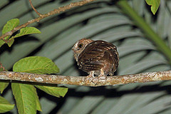 Otus pembaensis