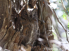 Otus madagascariensis