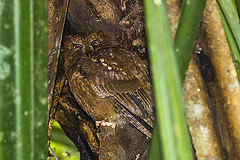 Otus rutilus