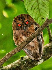 Otus hartlaubi