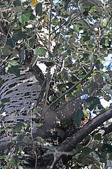 Psiloscops flammeolus