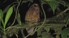 Megascops colombianus