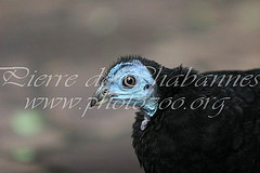 Aepypodius arfakianus